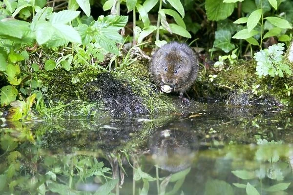 Water Vole - Feeding on river bank - Sussex - UK MA002355