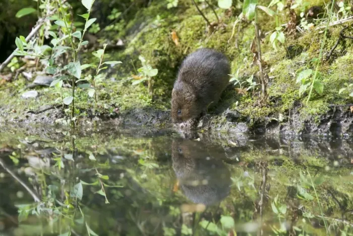 Framed Print : Water Vole - Feeding on river bank - Sussex - UK MA002349 Framed Print : Water Vole - Feeding on river bank - Sussex - UK MA002349
