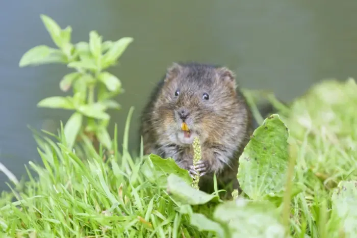 Framed Print : Water Vole - Feeding on river bank - Sussex - UK MA002351 Framed Print : Water Vole - Feeding on river bank - Sussex - UK MA002351