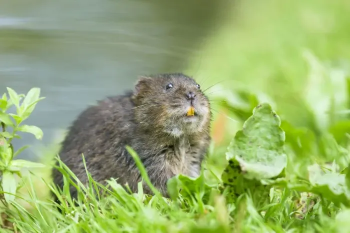 Framed Print : Water Vole - Feeding on river bank - Sussex - UK MA002352 Framed Print : Water Vole - Feeding on river bank - Sussex - UK MA002352
