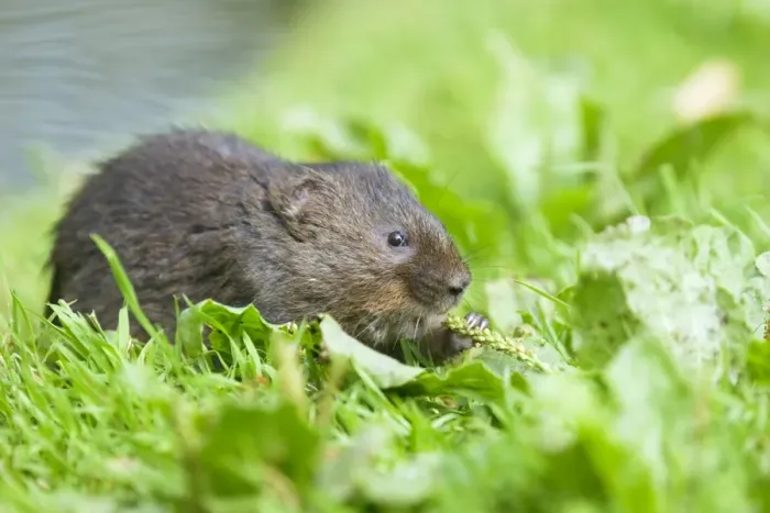 Framed Print : Water Vole - Feeding on river bank - Sussex - UK MA002353 Framed Print : Water Vole - Feeding on river bank - Sussex - UK MA002353