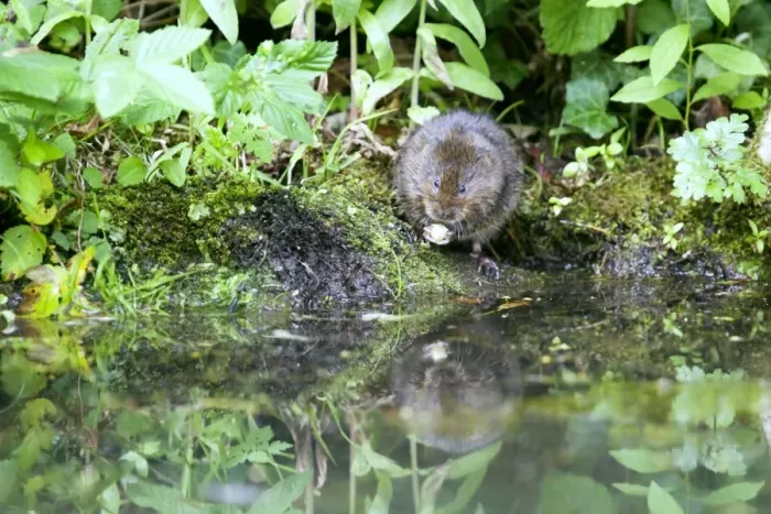 Framed Print : Water Vole - Feeding on river bank - Sussex - UK MA002355 Framed Print : Water Vole - Feeding on river bank - Sussex - UK MA002355