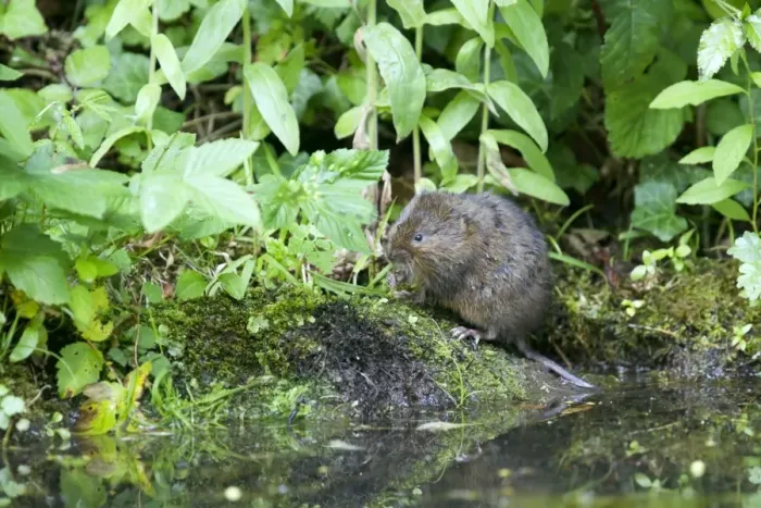 Framed Print : Water Vole - Feeding on river bank - Sussex - UK MA002356