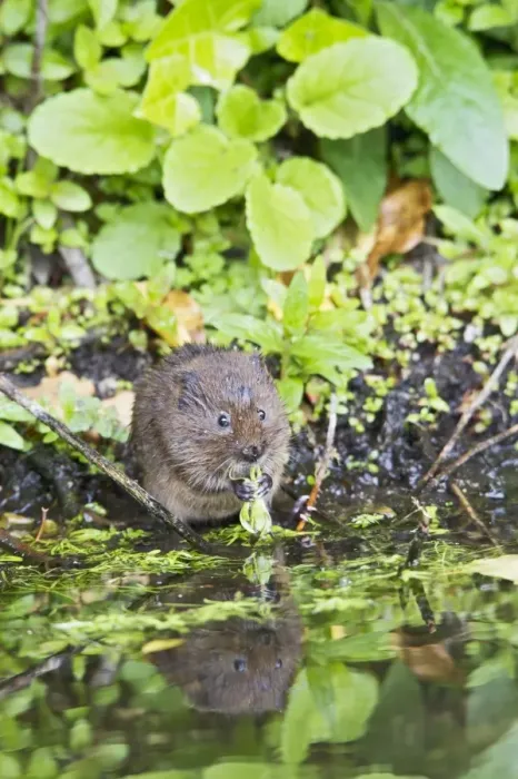 Framed Print : Water Vole - feeding by water - Staffordshire UK 13206 Framed Print : Water Vole - feeding by water - Staffordshire UK 13206