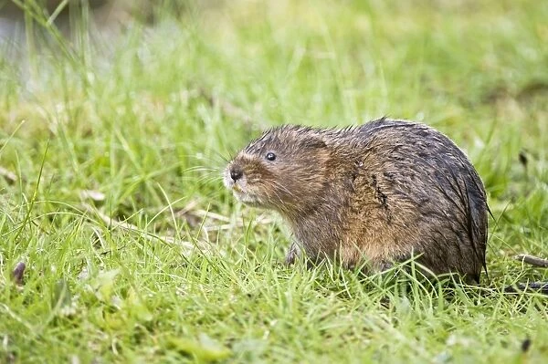 Water vole - In grass looking up - Derbyshire - UK