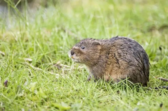 Framed Print : Water vole - In grass looking up - Derbyshire - UK Framed Print : Water vole - In grass looking up - Derbyshire - UK