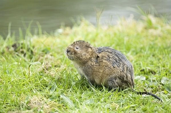 Water vole - Looking up on grass bank beside canal