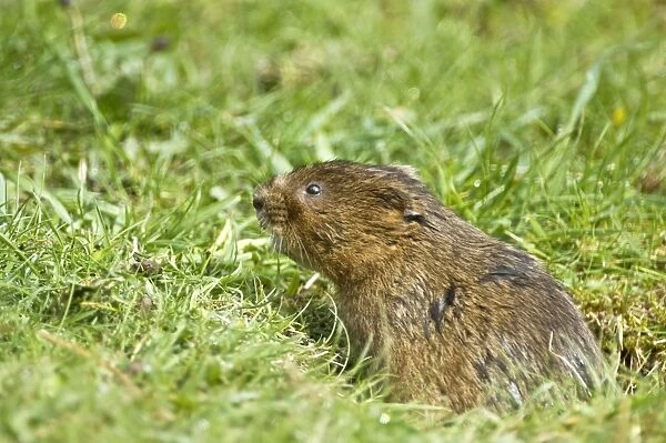 Water vole - Poking head out of burrow in grass - Derbyshire - UK