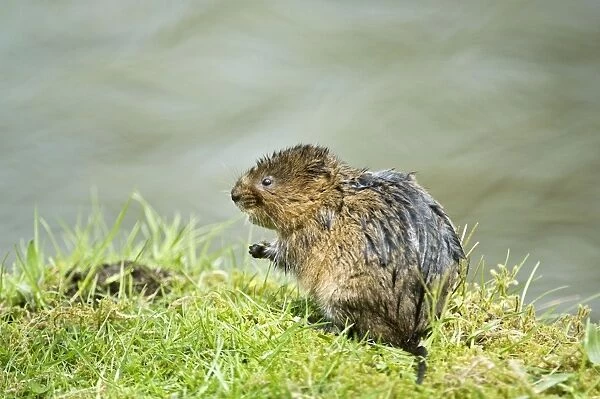 Water vole - Sitting up on banks of canal - Derbyshire -UK