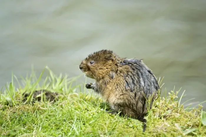 Framed Print : Water vole - Sitting up on banks of canal - Derbyshire -UK