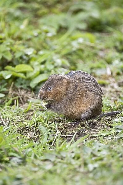 Water vole - Sitting up with food in paws - Derbyshire - UK