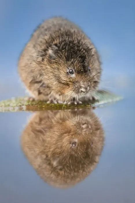 Framed Print : Water Vole - UK Framed Print : Water Vole - UK
