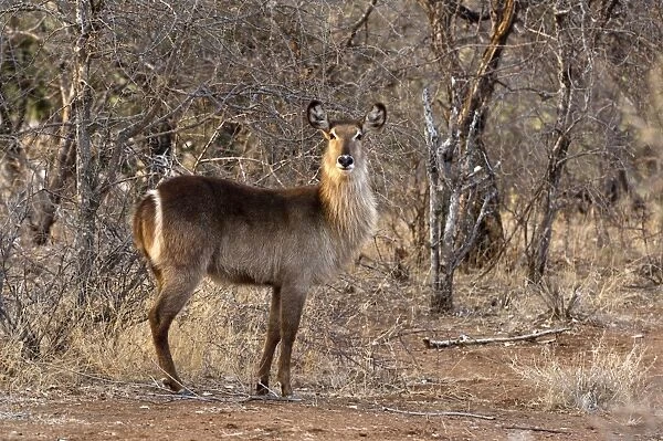 Waterbuck - Kruger National Park - South Africa