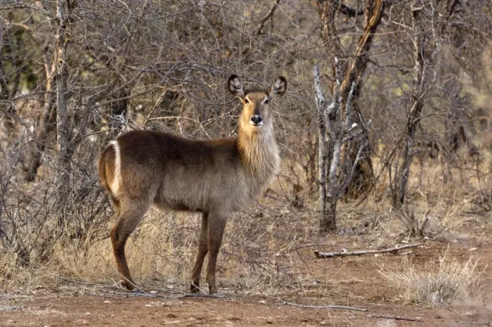 Framed Print : Waterbuck - Kruger National Park - South Africa Framed Print : Waterbuck - Kruger National Park - South Africa