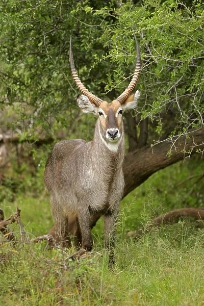 Waterbuck male individual standing in acacia grove Kruger National Park, South Africa