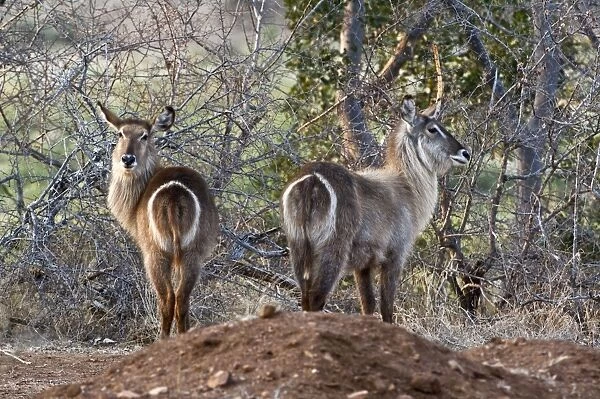 Waterbuck - rear view of two animals - Kruger National Park - South Africa