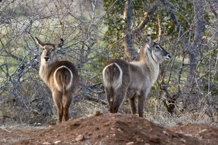 Framed Print : Waterbuck - rear view of two animals - Kruger National Park - South Africa Framed Print : Waterbuck - rear view of two animals - Kruger National Park - South Africa