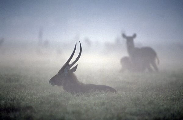 Waterbuck - resting, with dawn mist