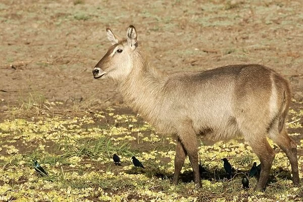 Waterbuck. South Luangwa Valley National Park - Zambia - Africa