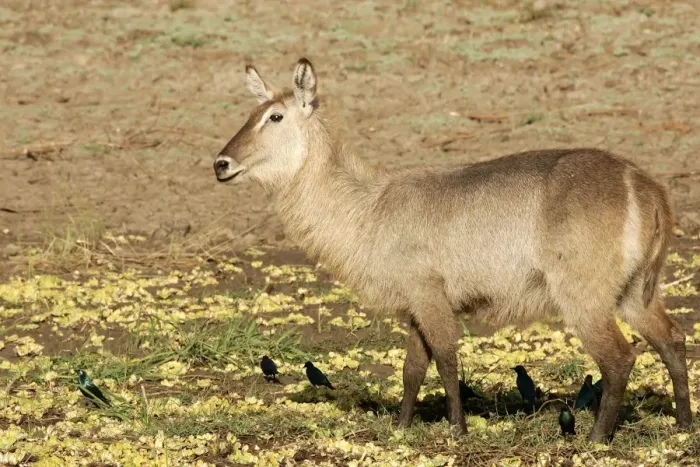 Framed Print : Waterbuck. South Luangwa Valley National Park - Zambia - Africa Framed Print : Waterbuck. South Luangwa Valley National Park - Zambia - Africa