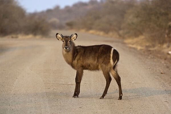 Waterbuck - young male standing in road - Kruger National Park - South Africa