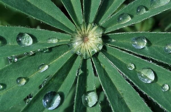 Waterdrops on leaf lupine