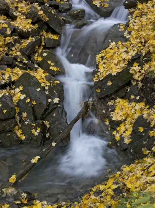 Framed Print : Waterfall in sycamore woodland. Autumn Framed Print : Waterfall in sycamore woodland. Autumn