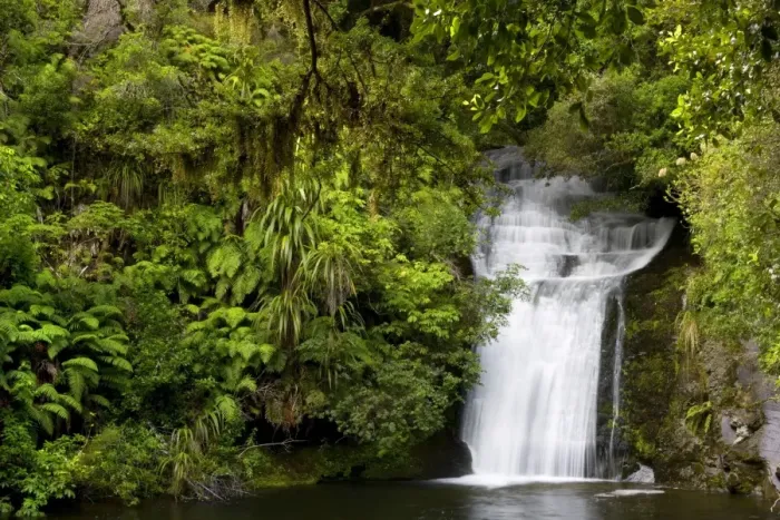 Framed Print : Waterfall water flowing over rocks into a basin in lush temperate rainforest with ferns and lichen Te Urewera National Park, Hawke's Bay, North Island, New Zealand Framed Print : Waterfall water flowing over rocks into a basin in lush temperate rainforest with ferns and lichen Te Urewera National Park, Hawke's Bay, North Island, New Zealand