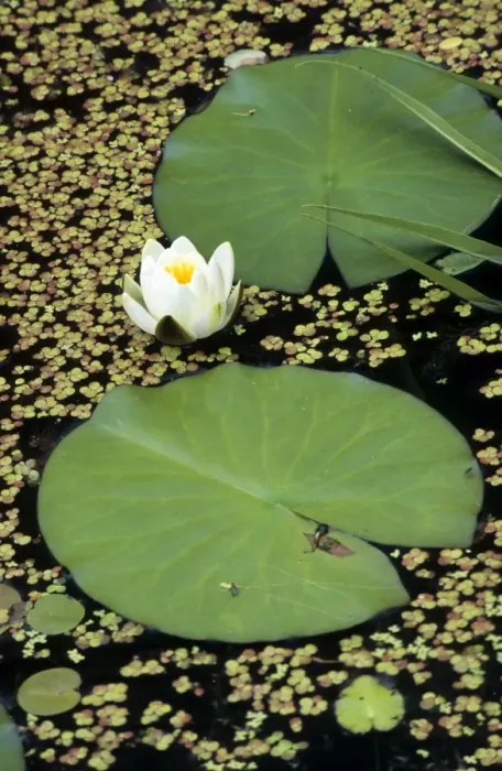 Framed Print : Waterlily. ME-1772. Waterlily. Nymphaea alba Framed Print : Waterlily. ME-1772. Waterlily. Nymphaea alba