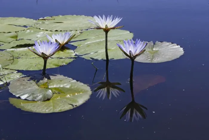 Framed Print : Waterlily. Bangweuleu Marsh - Zambia Framed Print : Waterlily. Bangweuleu Marsh - Zambia