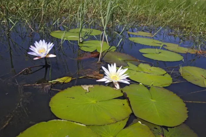 Framed Print : Waterlily. Bangweuleu Marsh - Zambia