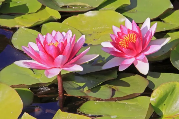 Framed Print : Waterlily - in flower. France Framed Print : Waterlily - in flower. France