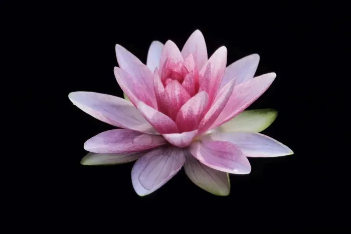 Framed Print : Waterlily - flowering in garden pond, Lower Saxony, Germany