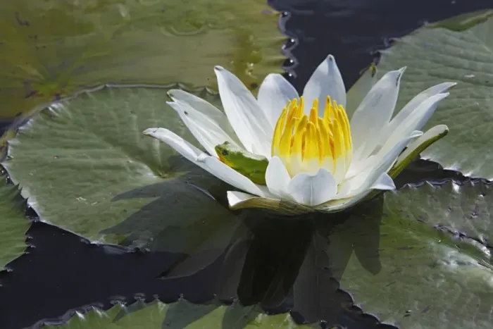 Framed Print : Waterlily - with frog resting in flower. Bangweuleu Marsh - Zambia
