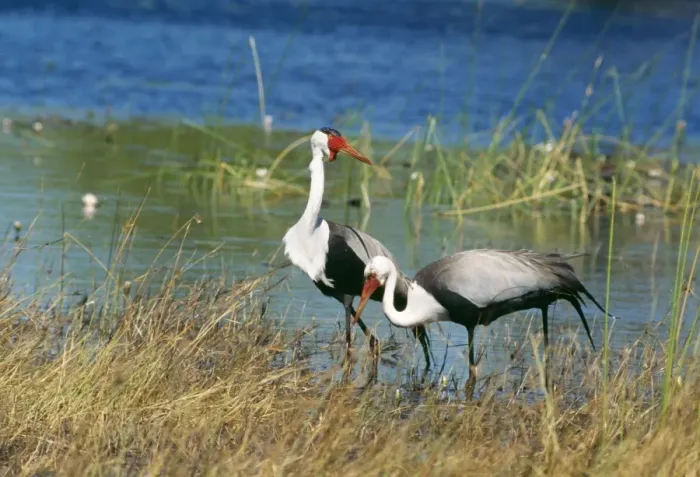 Framed Print : Wattled Crane CH 5663 IUCN Endangered Chobe National Park, Botswana, Africa. Grus carunculatus © Clem Haagner / ardea. com Framed Print : Wattled Crane CH 5663 IUCN Endangered Chobe National Park, Botswana, Africa. Grus carunculatus © Clem Haagner / ardea. com