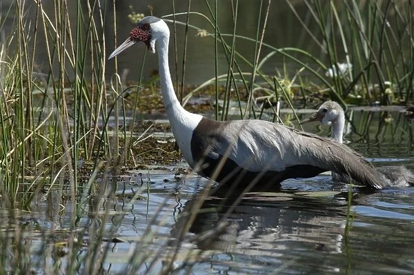 Wattled Crane with Chick - walking in water Okavango Delta Botswana Africa