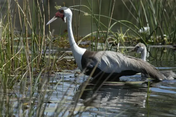 Framed Print : Wattled Crane with Chick - walking in water Okavango Delta Botswana Africa Framed Print : Wattled Crane with Chick - walking in water Okavango Delta Botswana Africa