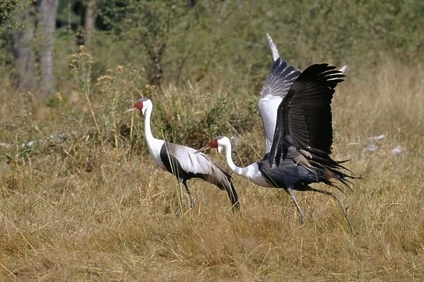 Wattled Crane - courtship display Okavango, Botswana, Africa