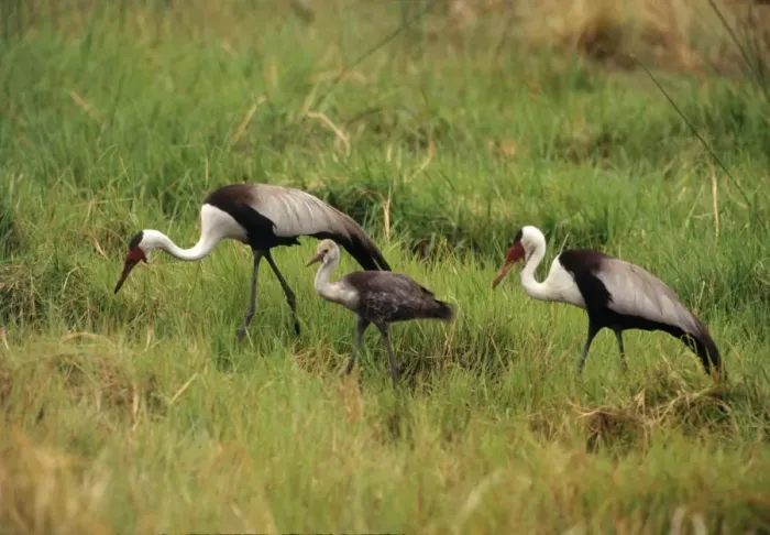 Framed Print : Wattled Crane - pair with chick Botswana, Africa Framed Print : Wattled Crane - pair with chick Botswana, Africa