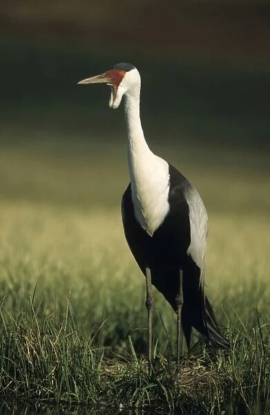 Wattled Crane (Previously placed in Grus genus) - South Africa - IUCN Endangered