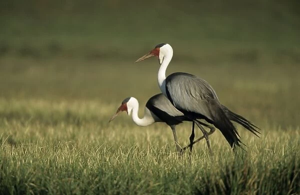 Wattled Crane (Previously placed in Grus genus) Two together - South Africa - IUCN Endangered