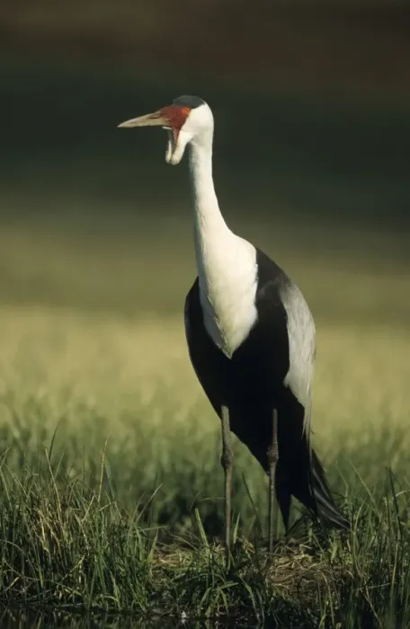 Framed Print : Wattled Crane (Previously placed in Grus genus) - South Africa - IUCN Endangered Framed Print : Wattled Crane (Previously placed in Grus genus) - South Africa - IUCN Endangered