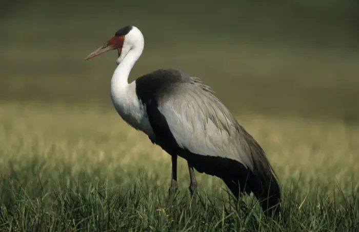 Framed Print : Wattled Crane (Previously placed in Grus genus) - South Africa - IUCN Endangered Framed Print : Wattled Crane (Previously placed in Grus genus) - South Africa - IUCN Endangered