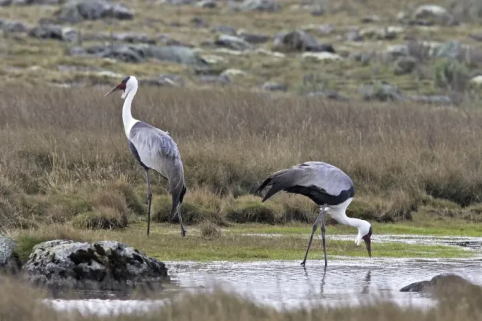 Framed Print : Wattled Crane - two. Bale Mountains - Ethiopia - Africa. Latin formely Bugeranus carunculatus Framed Print : Wattled Crane - two. Bale Mountains - Ethiopia - Africa. Latin formely Bugeranus carunculatus