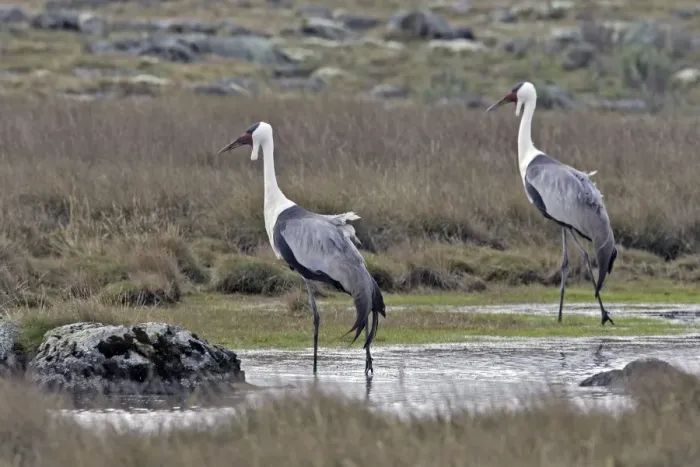 Framed Print : Wattled Crane - two. Bale Mountains - Ethiopia - Africa Latin formely Bugeranus carunculatus Framed Print : Wattled Crane - two. Bale Mountains - Ethiopia - Africa Latin formely Bugeranus carunculatus