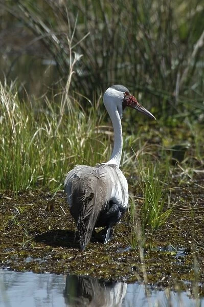 Wattled Crane - walking in water Okavango Delta Botswana Africa