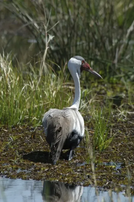 Framed Print : Wattled Crane - walking in water Okavango Delta Botswana Africa Framed Print : Wattled Crane - walking in water Okavango Delta Botswana Africa