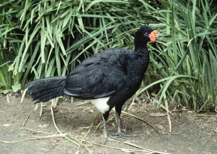 Framed Print : Wattled Curassow - male Western Amazon basin Framed Print : Wattled Curassow - male Western Amazon basin
