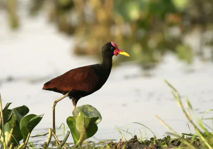 Framed Print : Wattled Jacana