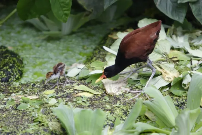 Framed Print : Wattled Jacana - parent bird with chick, searching for food, Emmen, Holland Framed Print : Wattled Jacana - parent bird with chick, searching for food, Emmen, Holland